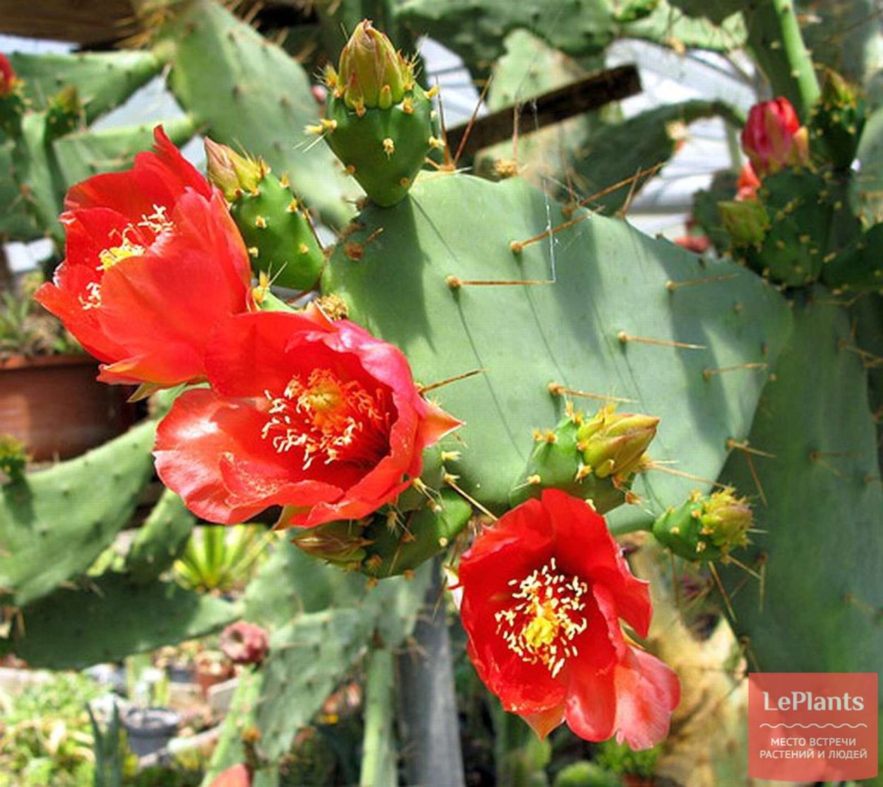 Opuntia bergeriana
