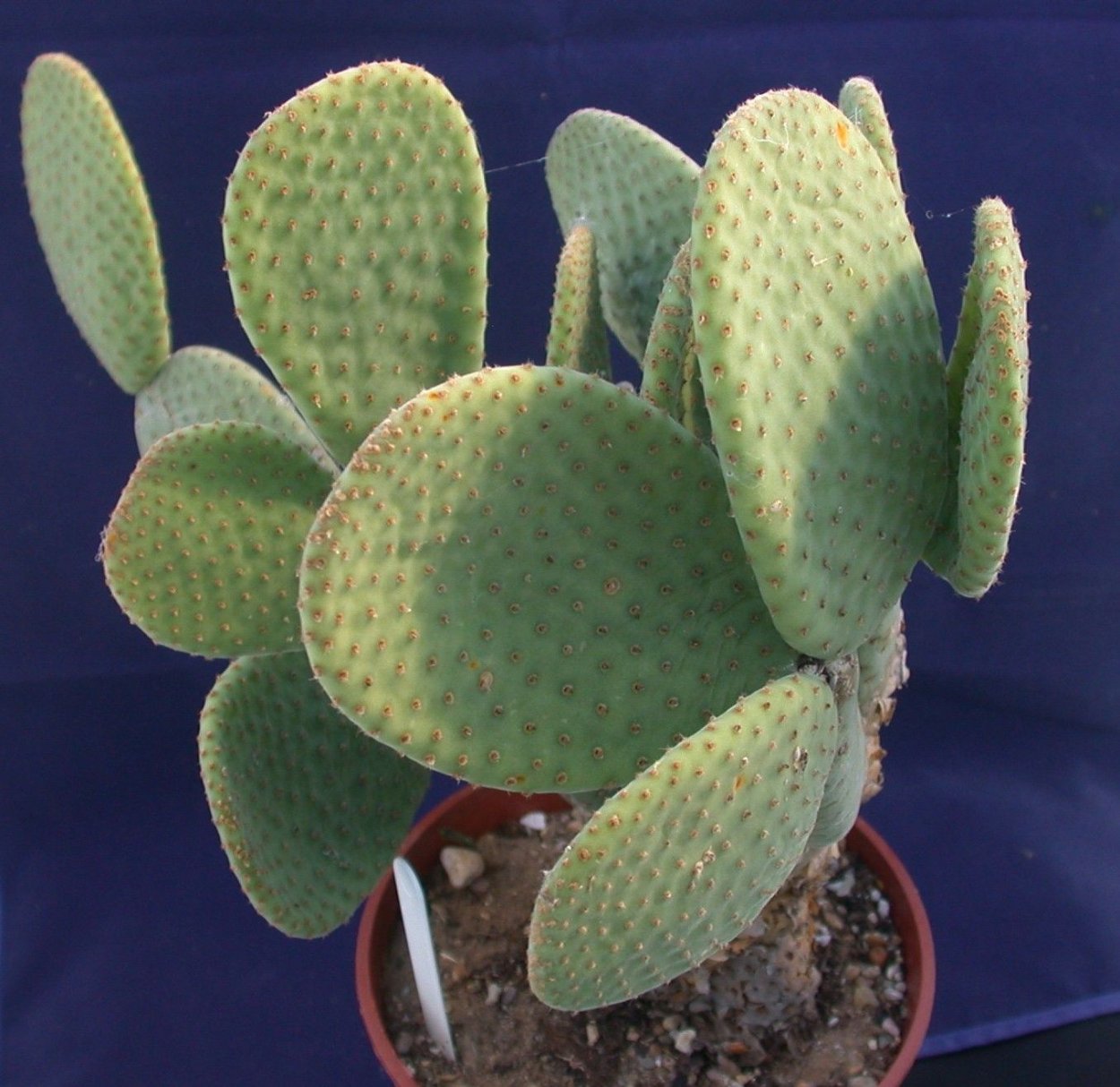 Опунция уличная Бергера