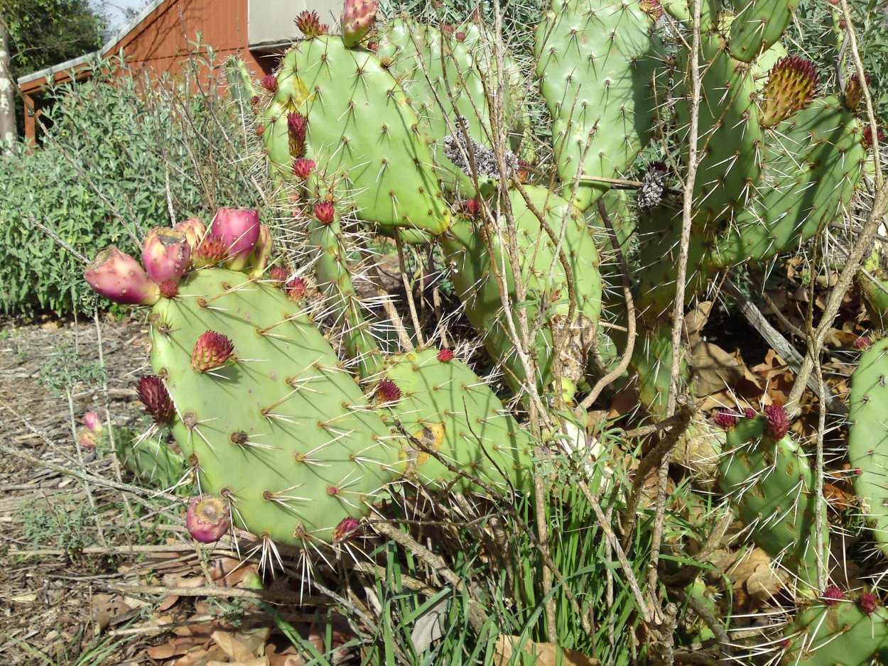 Опунция инамоена