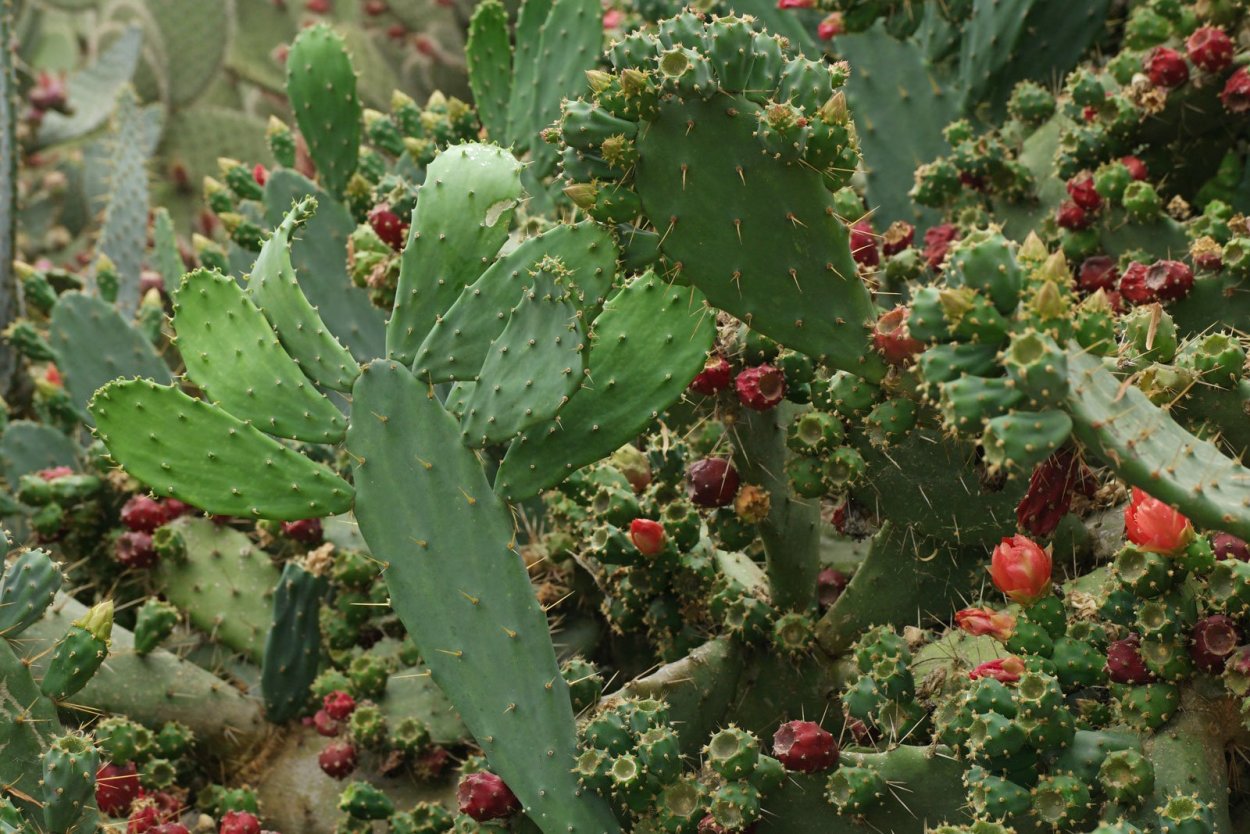 Опунция Бергера (Opuntia bergeriana)