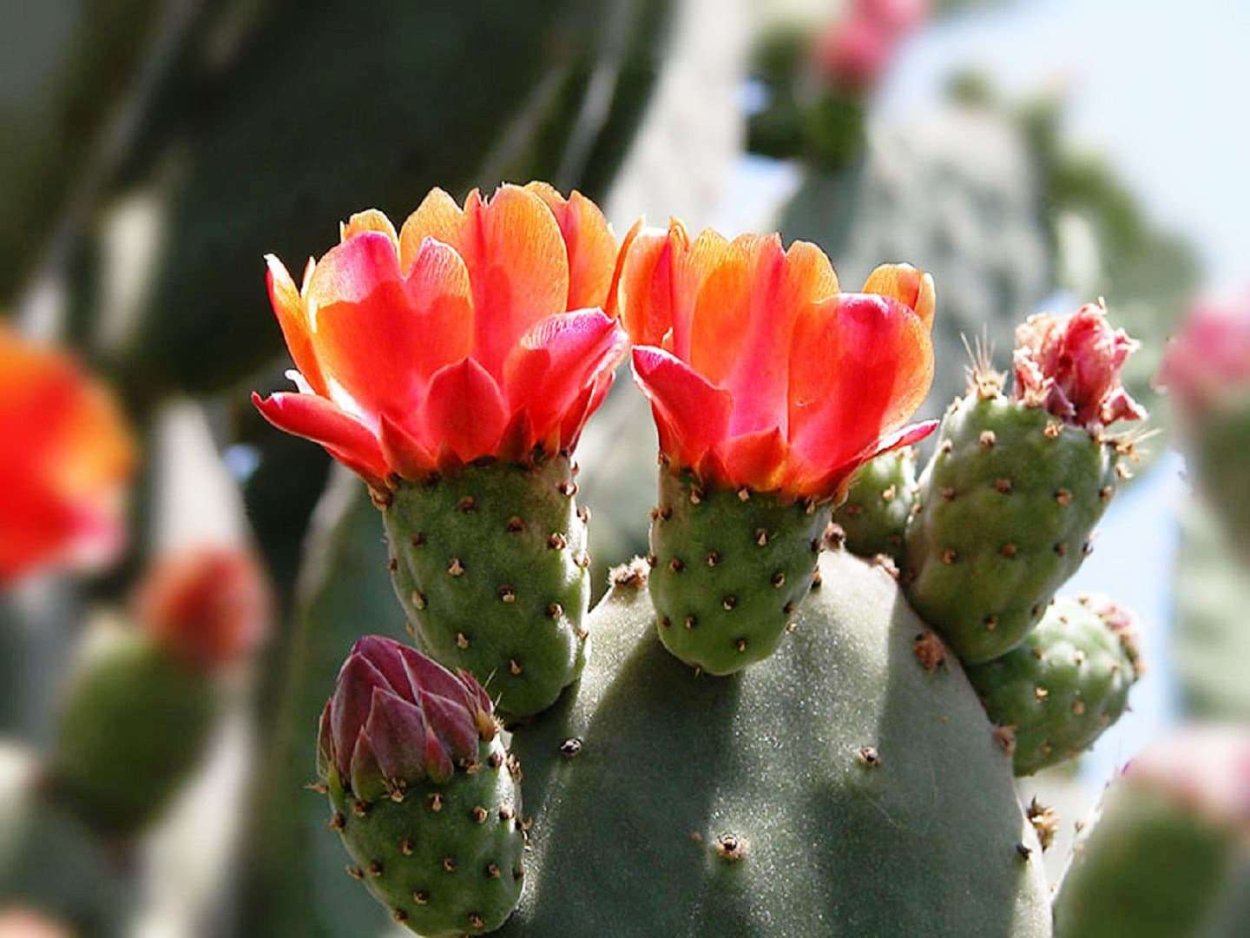 Опунция полиаканта