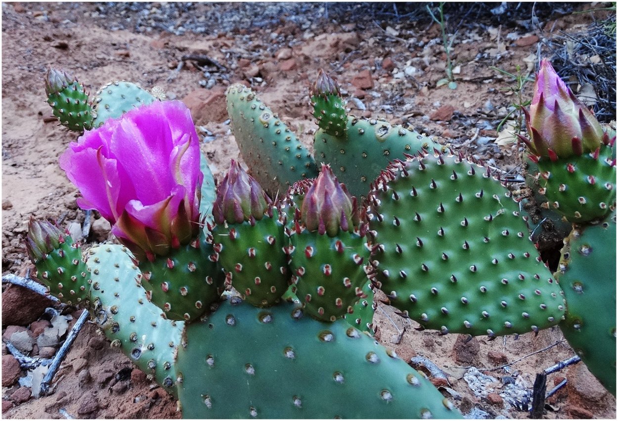 Опунция вульгарис