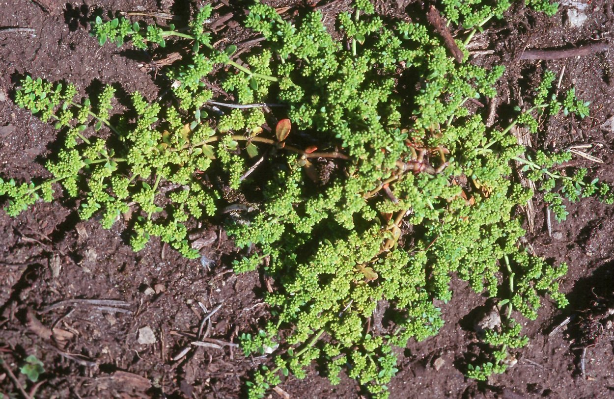 Почвопокровные грыжник