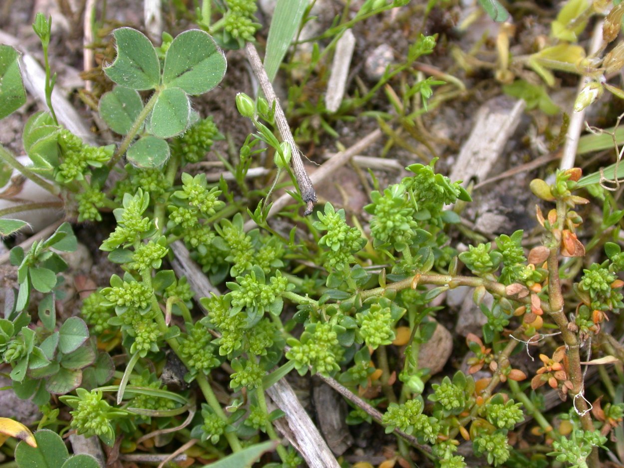 Грыжник душистый