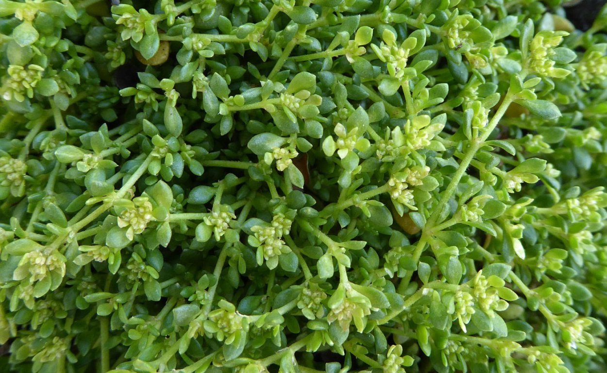 Грыжник трава в аптеках