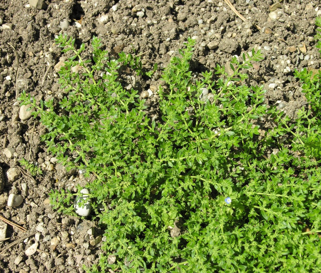 Грыжник многобрачный