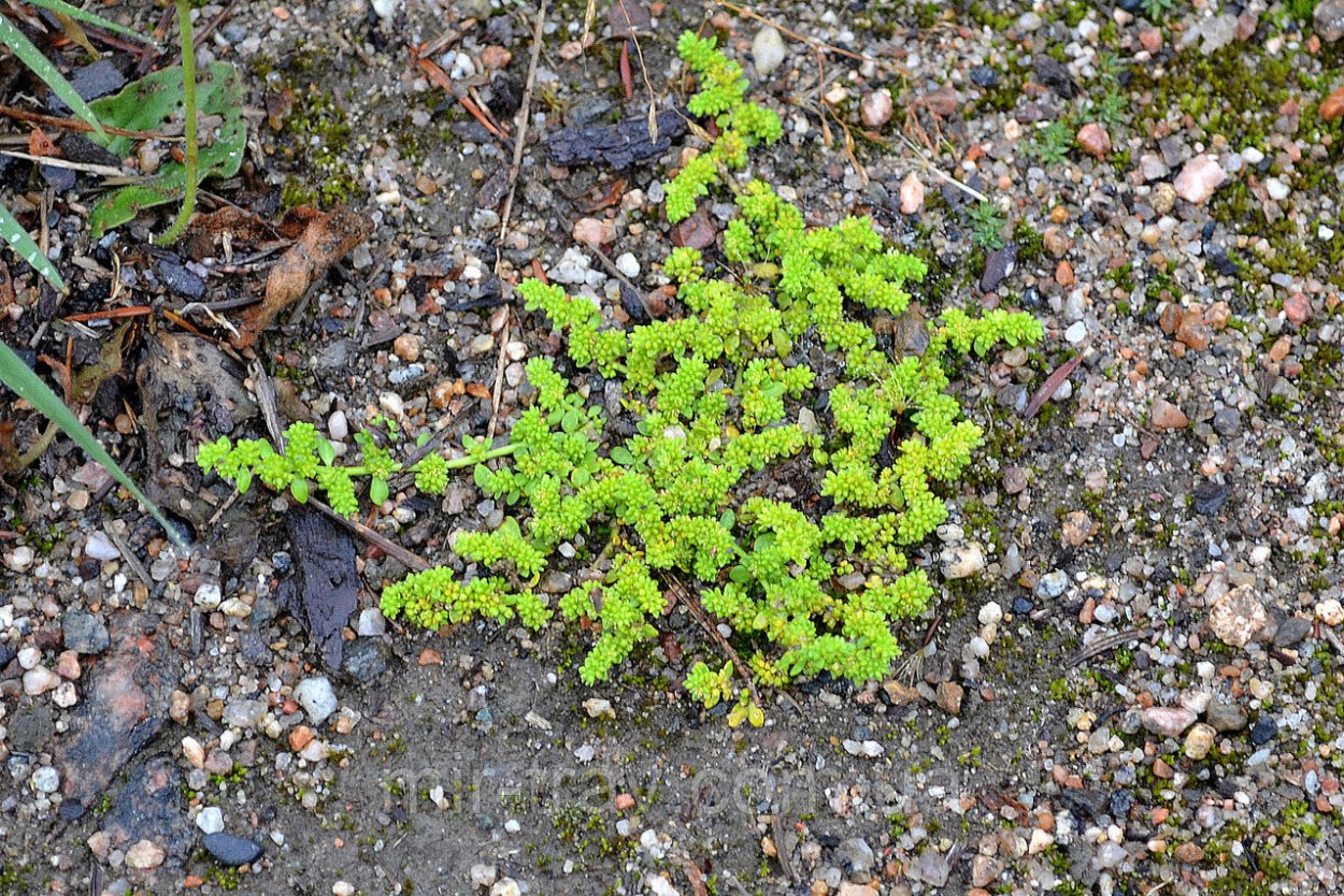 Грыжник гладкий (Herniaria glabra)