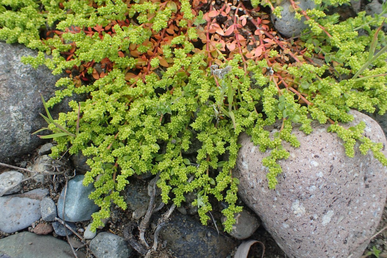 Грыжник гладкий