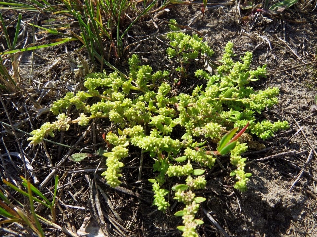 Почвопокровные грыжник