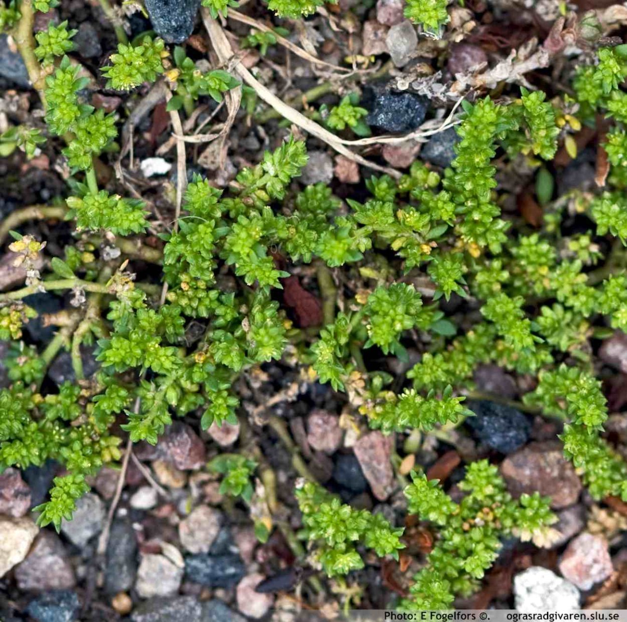 Грыжник (Herniaria)