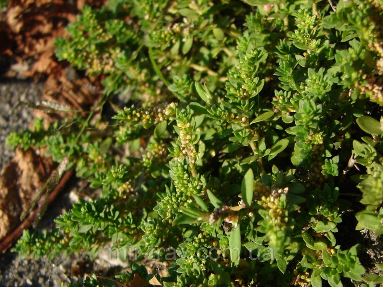 Грыжник многобрачный