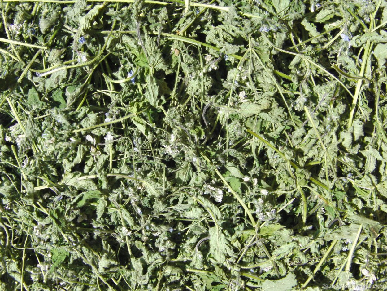 Якорцы стелющиеся трава, 50 гр