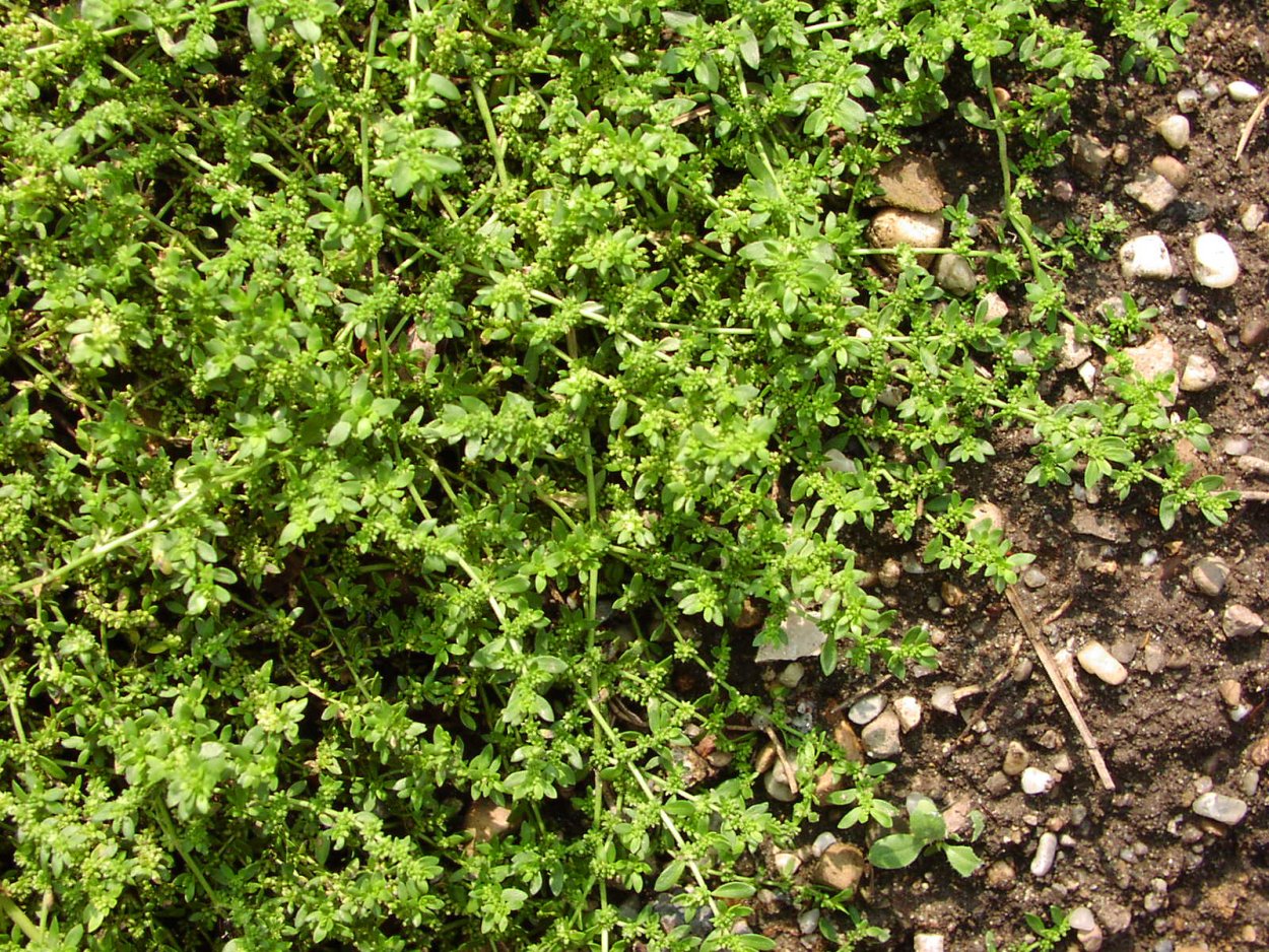 Грыжа трава