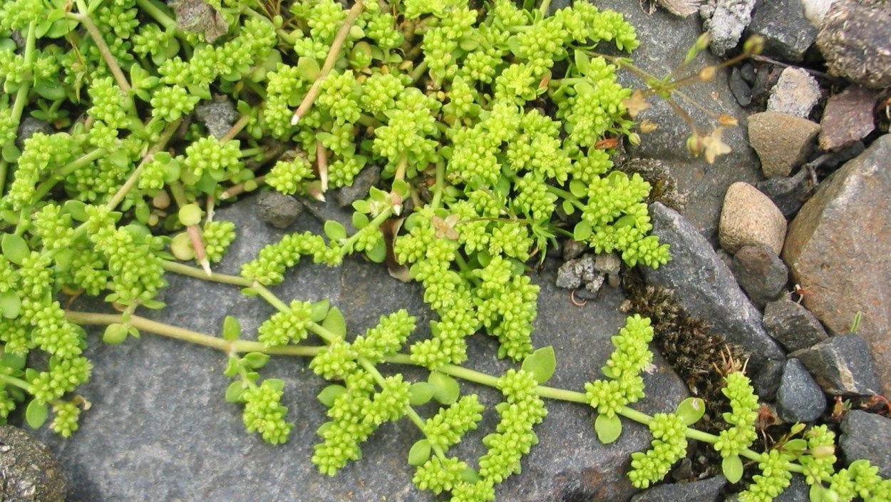 Остудник голый