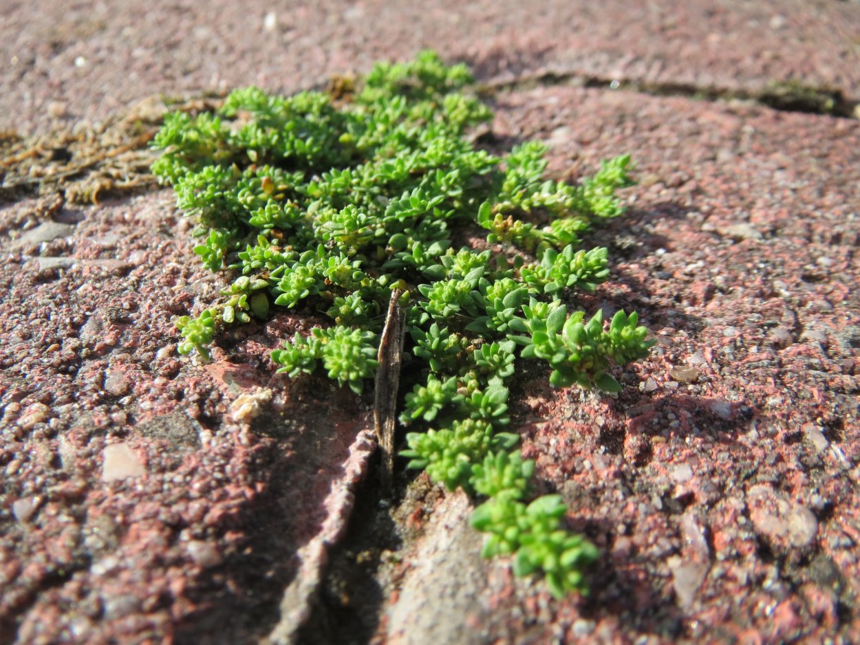 Почвопокровные грыжник