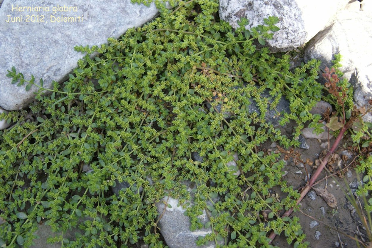 Грыжник гладкий (Herniaria glabra)