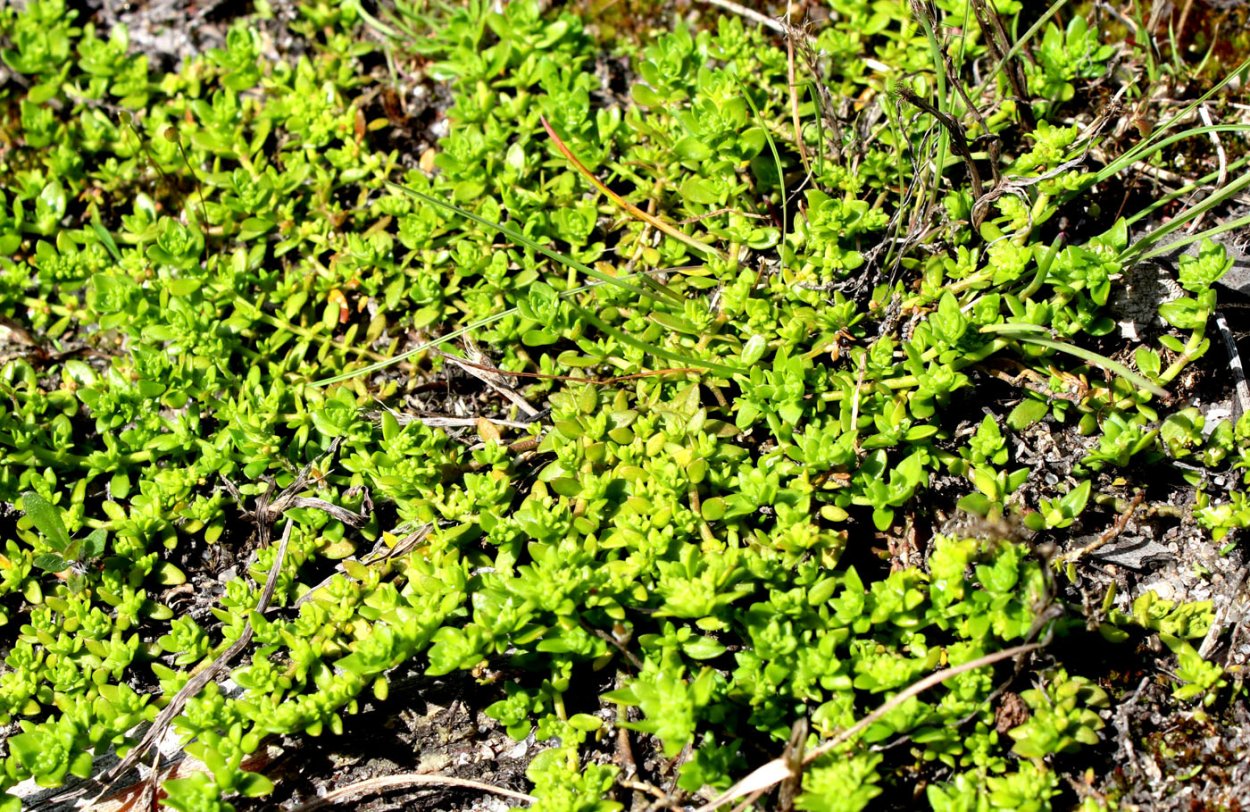 Грыжник гладкий (Herniaria glabra)