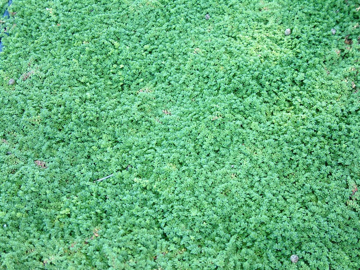 Ползучая Лесная трава