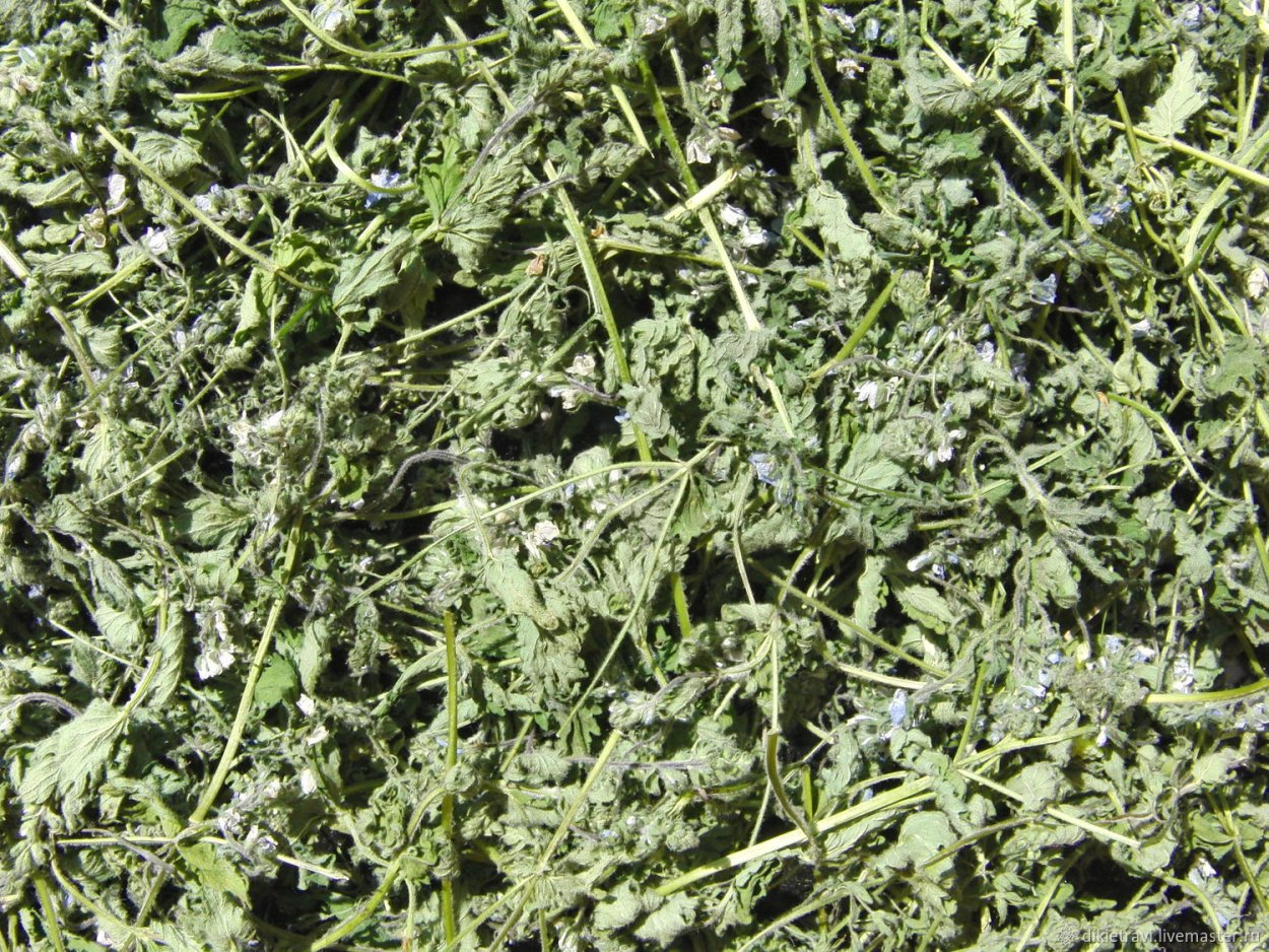 Грыжник (Herniaria)