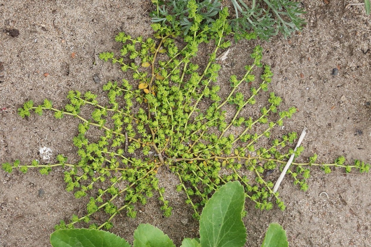 Мокрица трава