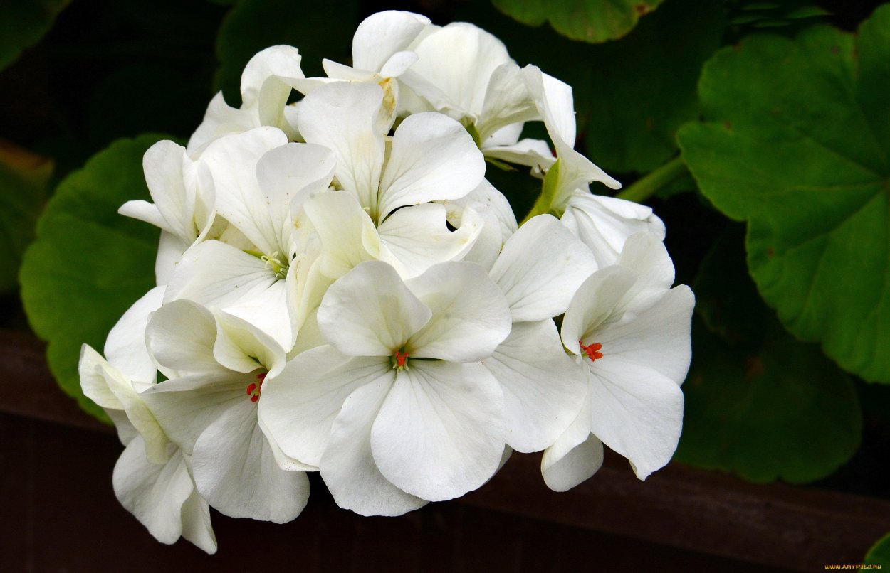 Цветок белая пеларгония