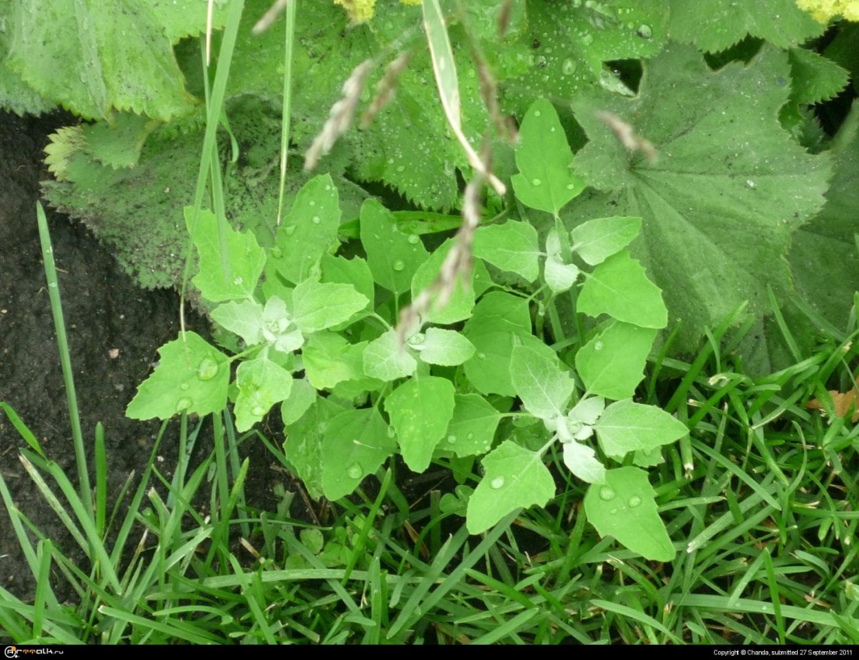 Марь белая лебеда