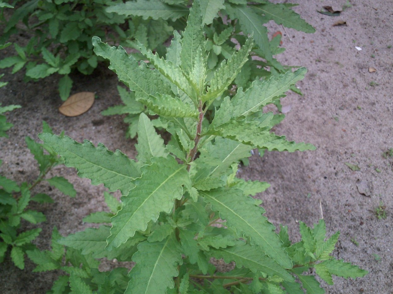 Chenopodium aristatum