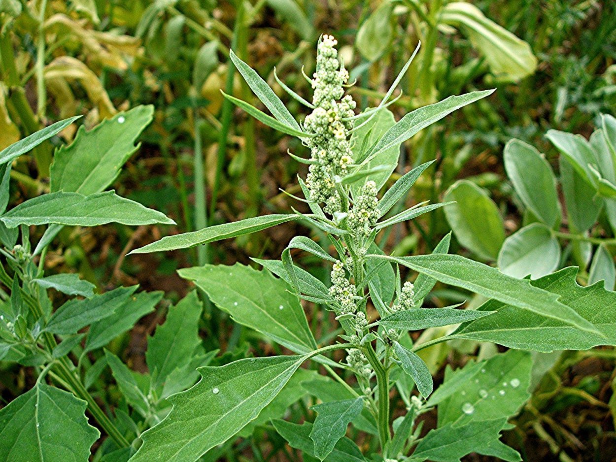 Лебеда (Atriplex)