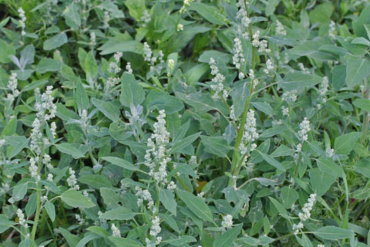 Atriplex patula
