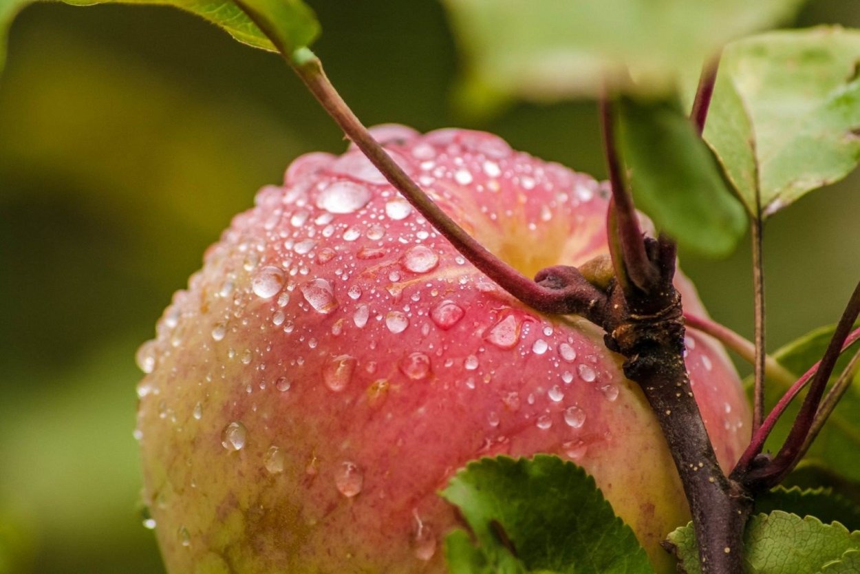 Яблоко макро