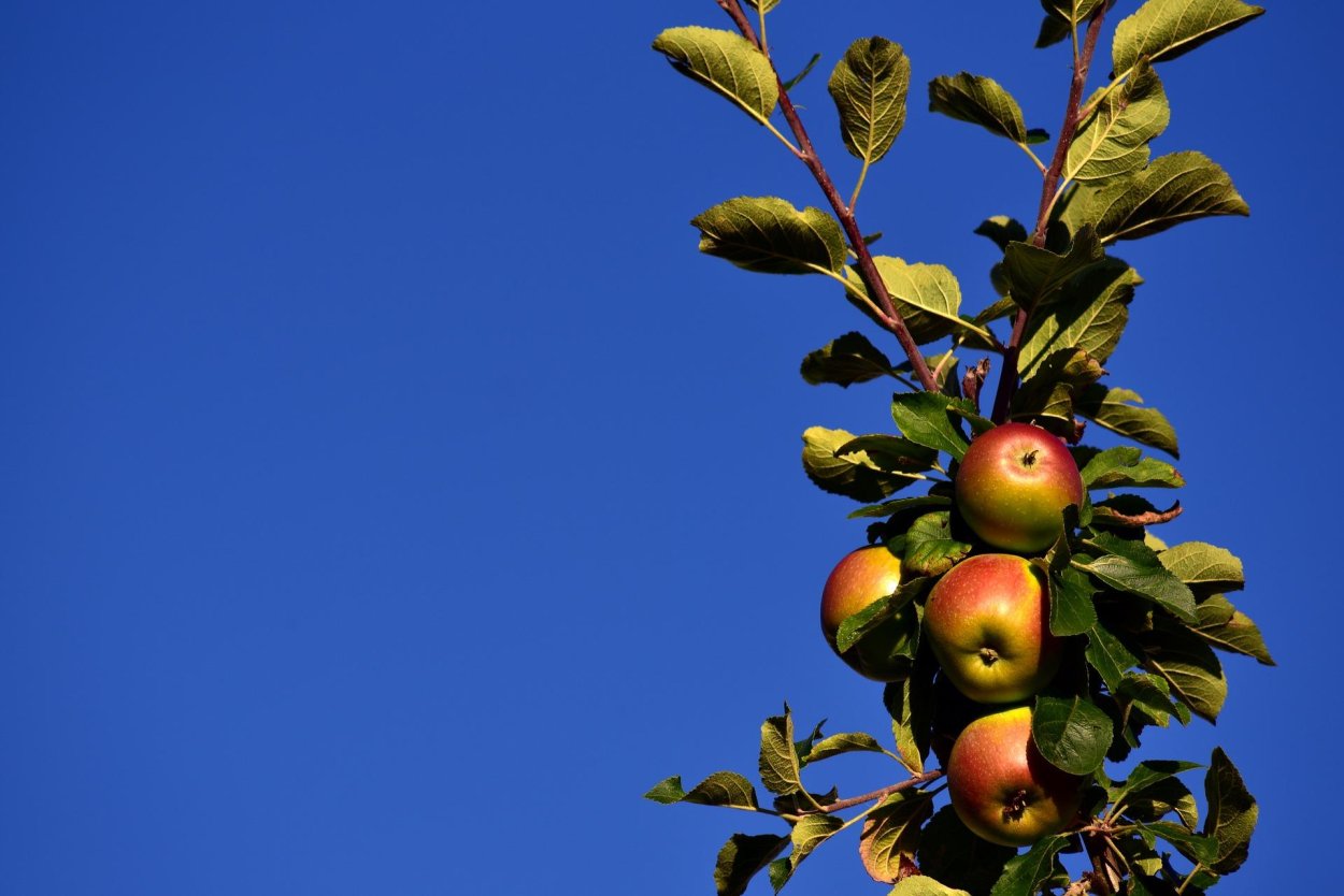 Яблоки на ветке на фоне неба