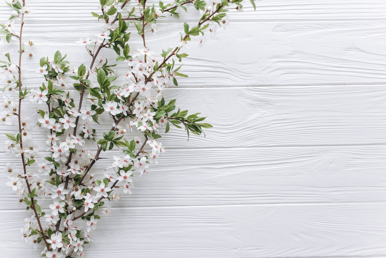 Белое дерево