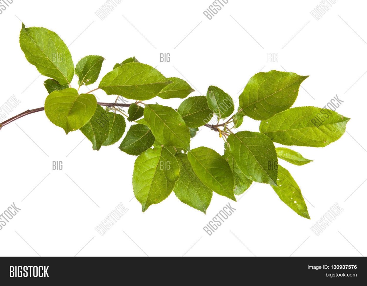 Зеленая ветка яблони