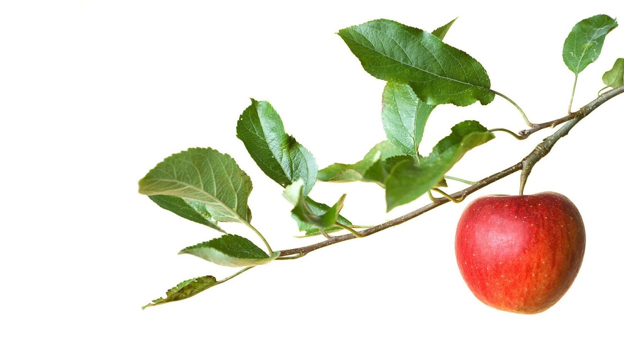 Лист яблони