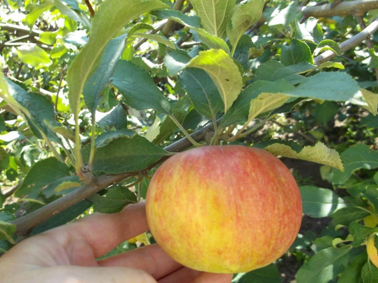 Полукультурка Уральское наливное