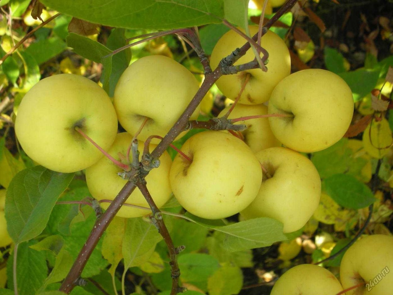 Сорт: яблоня, Алтайское багряное