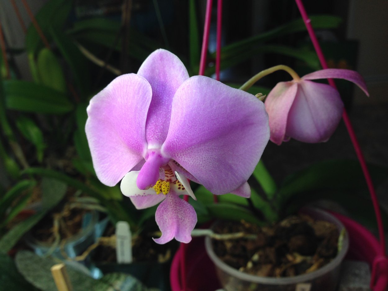 Фаленопсис schilleriana