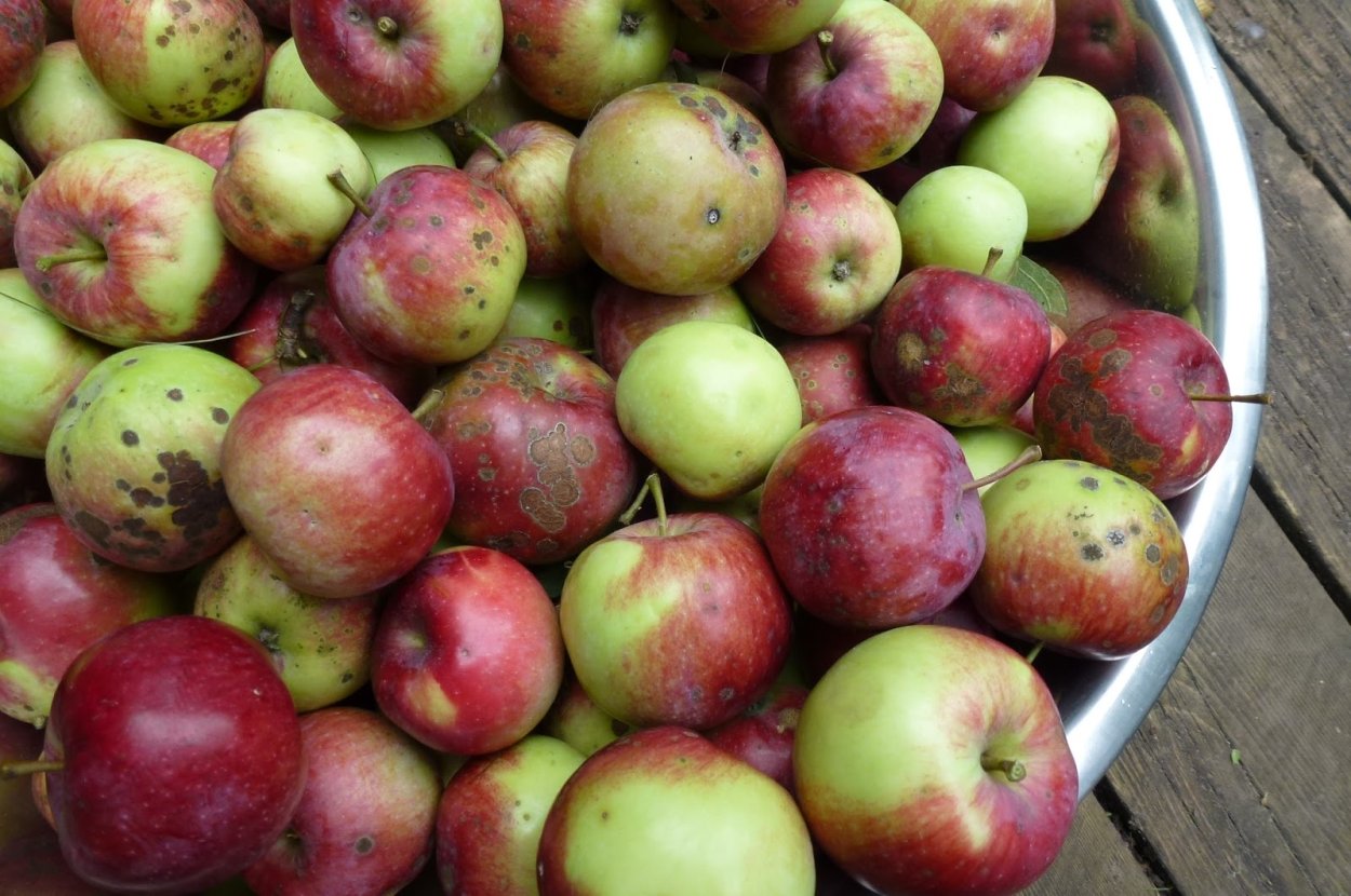 Сорт Уралочка яблоня