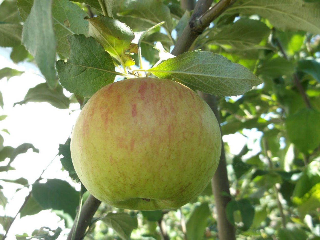 Яблоня Медуница . Медовая