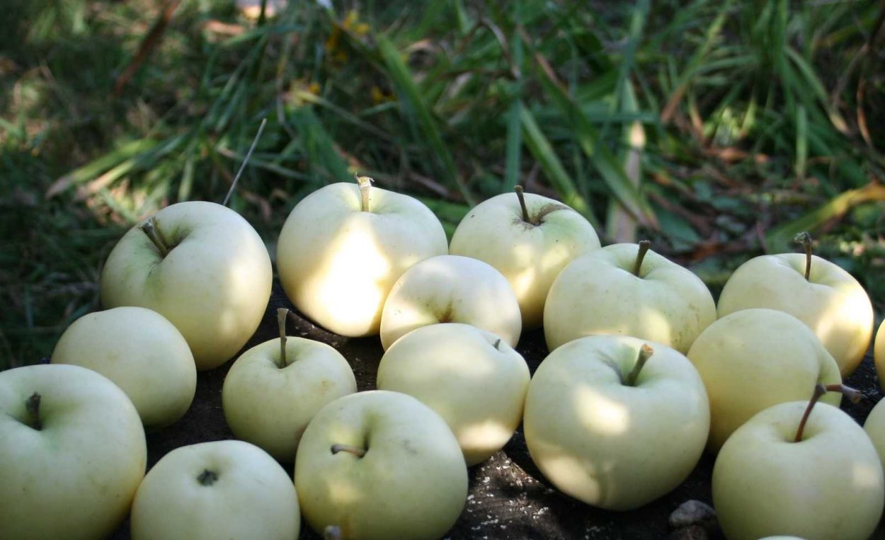 Яблоня Мигинц