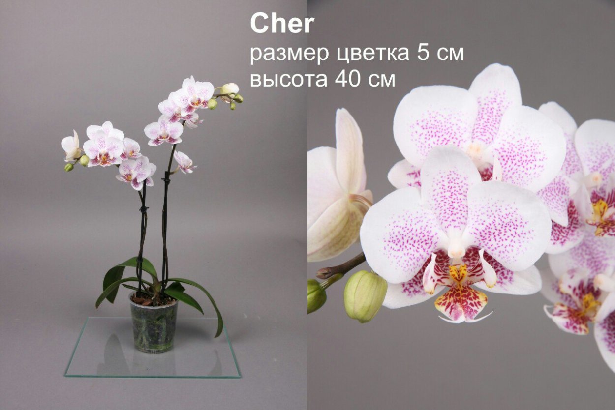 Фаленопсис Вандер