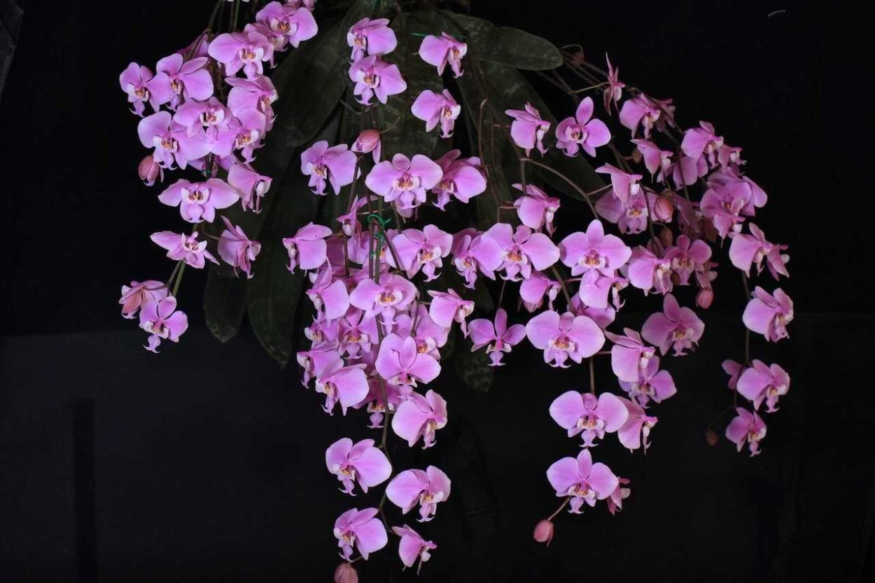 Шиллериана Орхидея