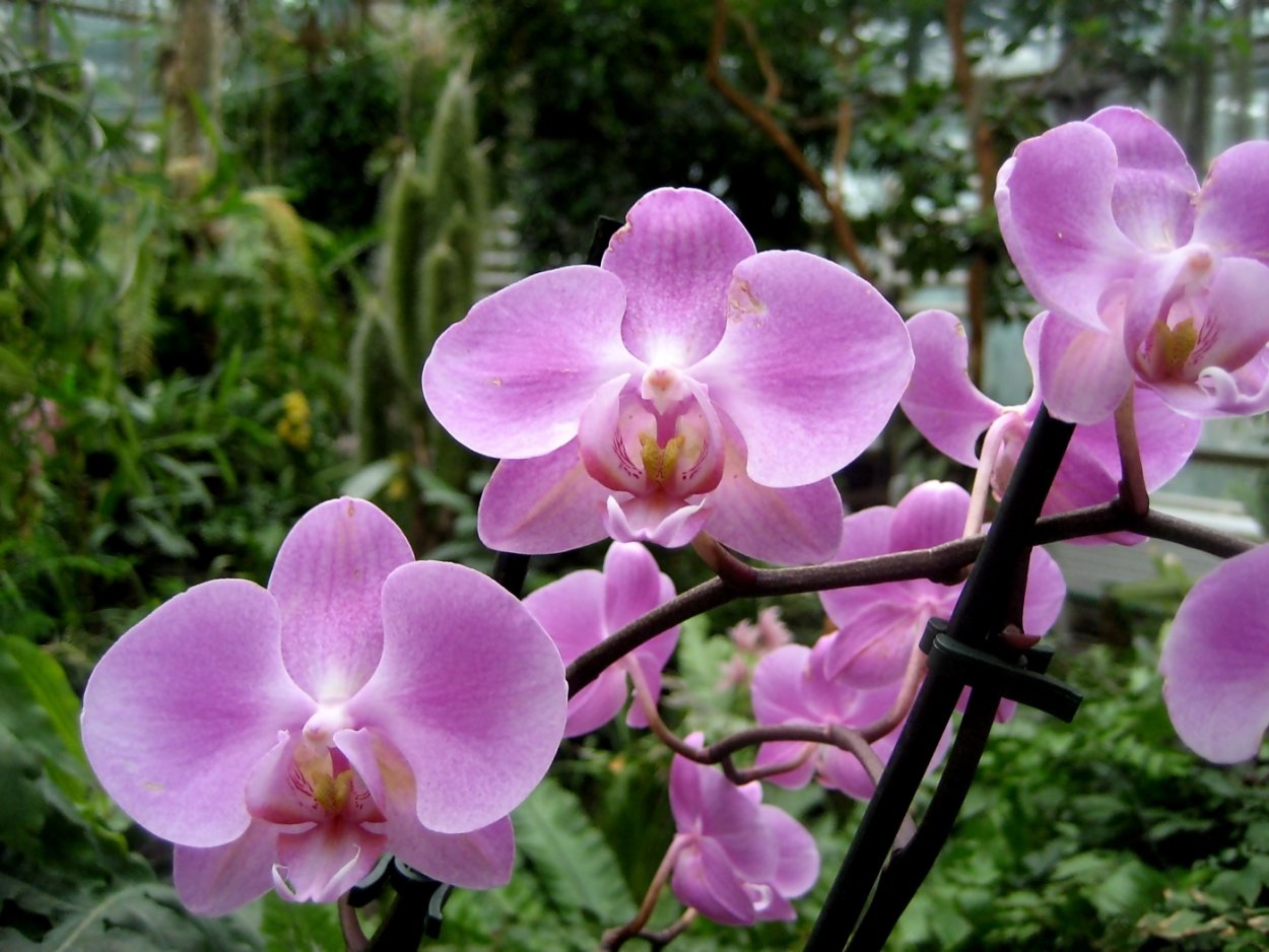 Сиреневая Орхидея фаленопсис