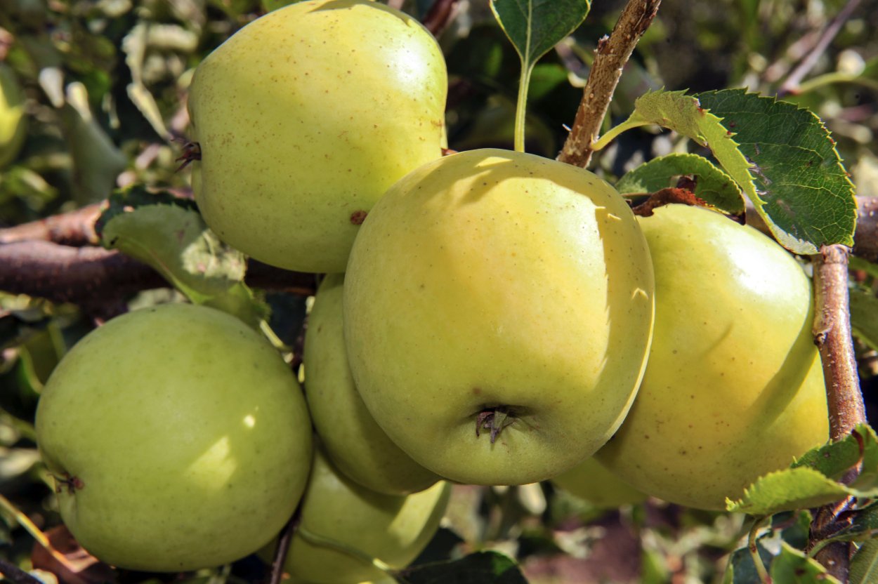 Яблоня Голден Делишес