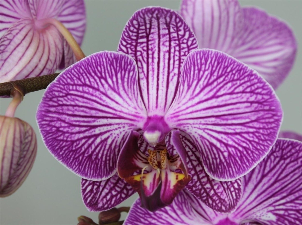 Фаленопсис Шиллериана