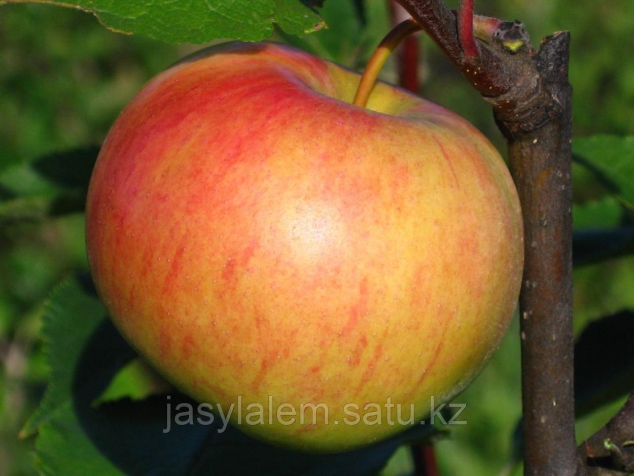 Яблоня Медуница