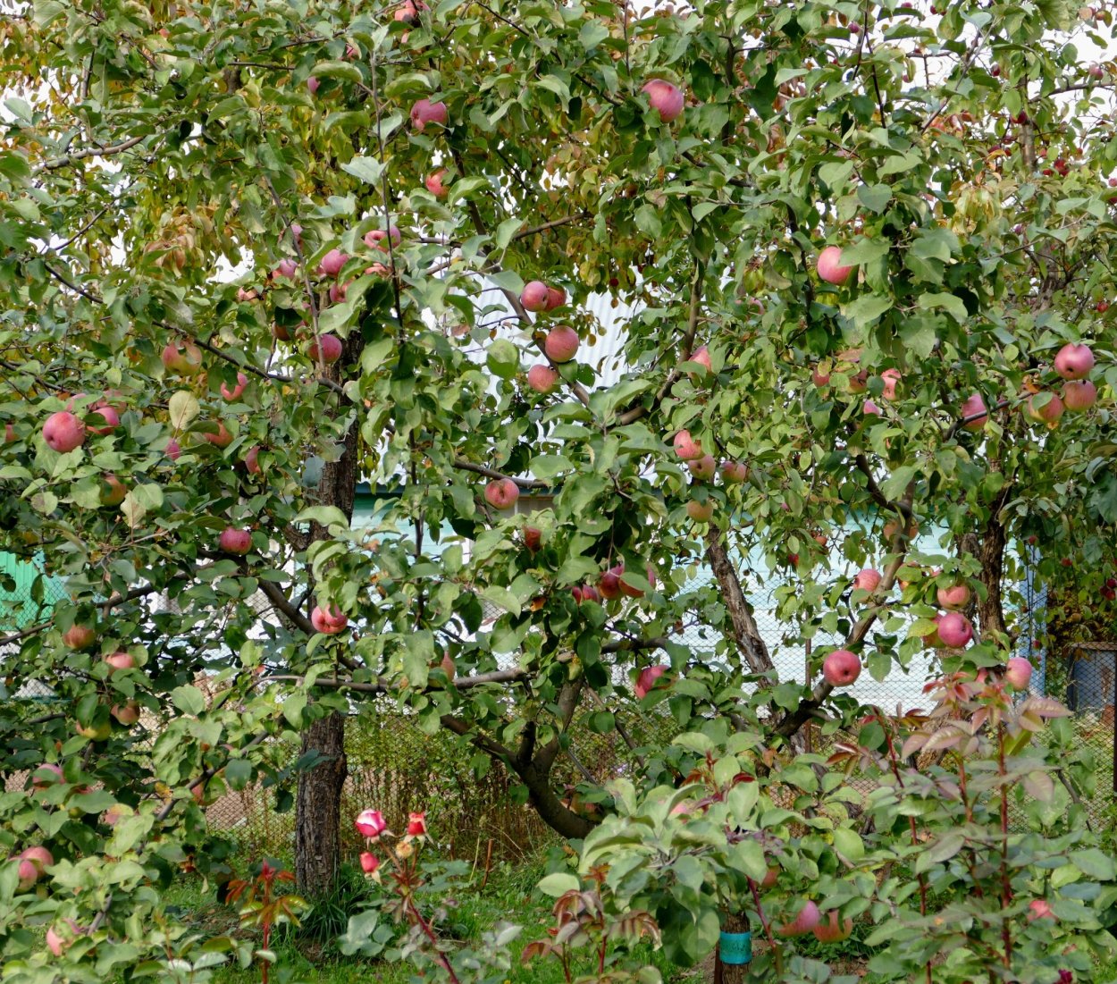 Спелые яблоки