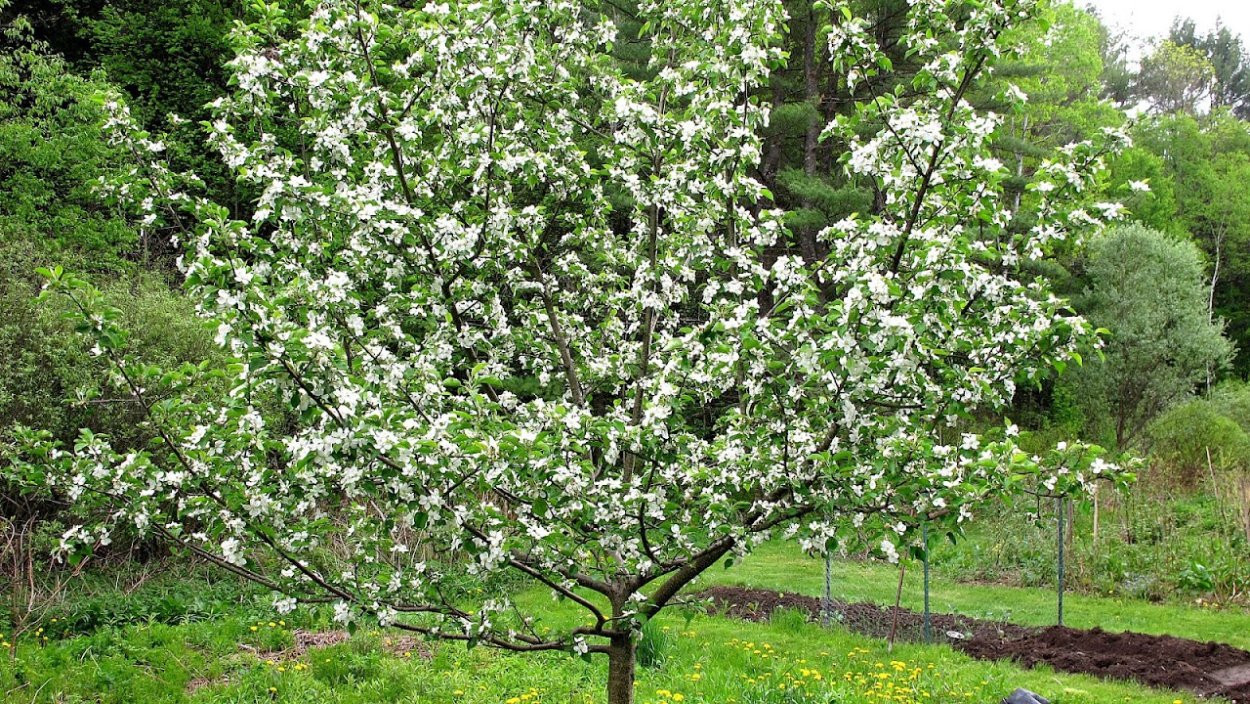Яблоня Куйбышевское