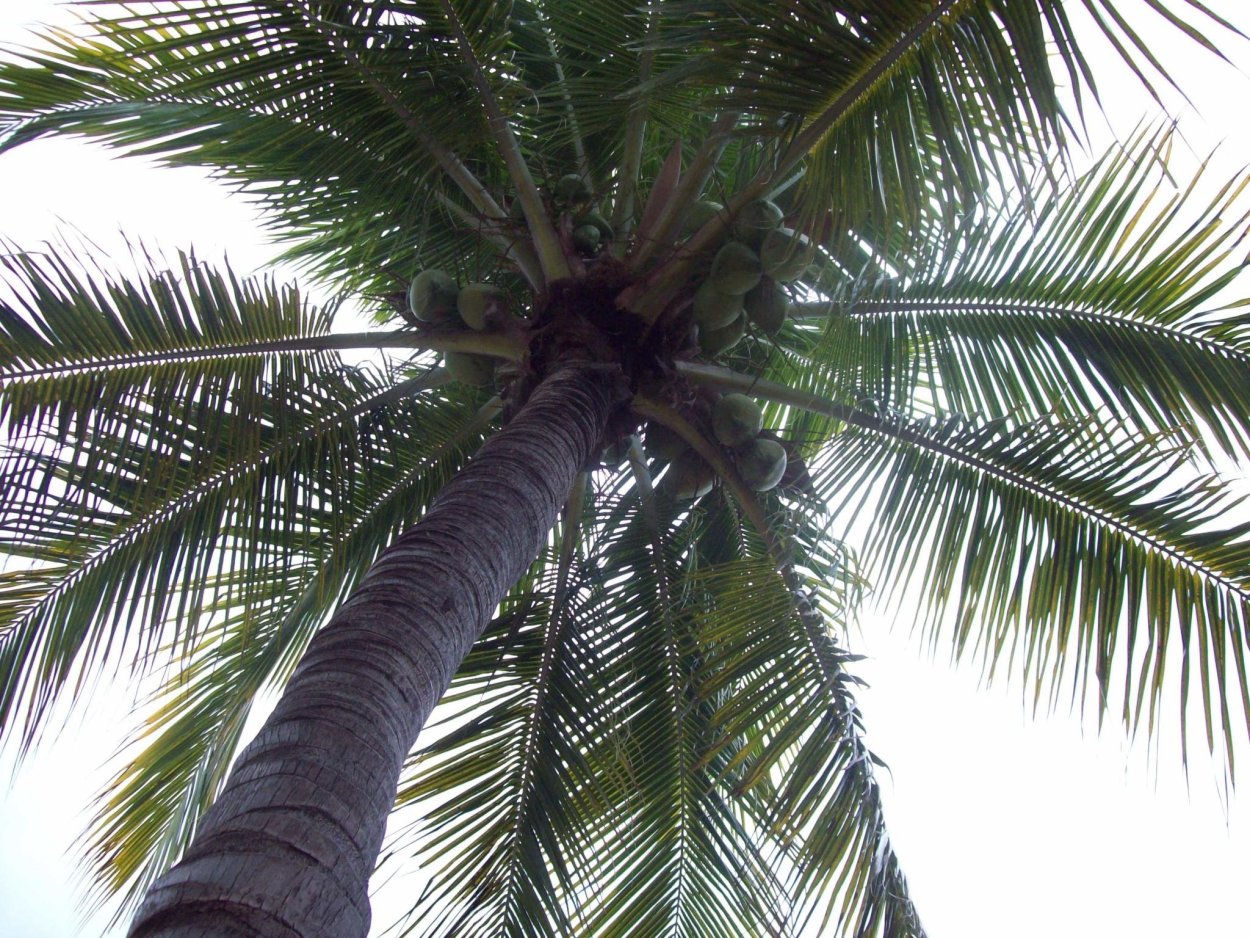Стебель пальмы