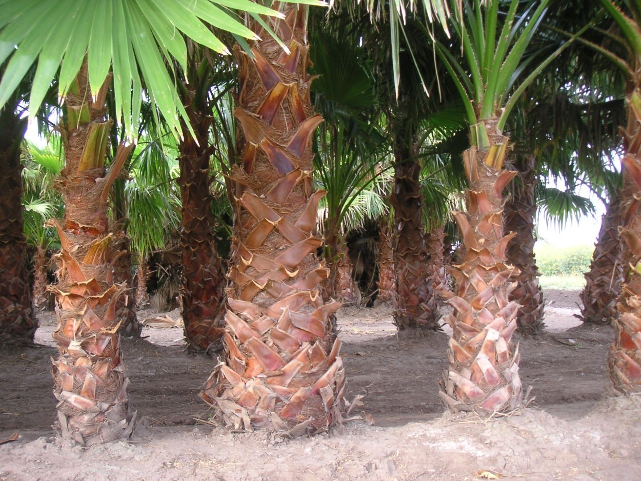 Кокосовая Пальма (Cocos nucifera)